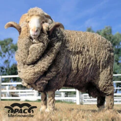 P.A.C. PAC Merino Fleece Beanie Multi Anthrazit -PAC Verkaufsgeschäft 80b7ed611139c0d9d57e75c5667b489eefe400e7 pac merino fleece beanie 17277 4