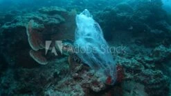 P.A.C. PAC Ocean Upcycling Beanie Naudo -PAC Verkaufsgeschäft AdobeStock 275578860 Video HD Preview 10 layer1